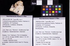 Foto (Objket + Etiketten) von Culmenformosa glaessneri (Robins, Feldmann & Schweitzer, 2013) 